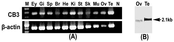 RT-PCR and Northern blot analysis of CB3.