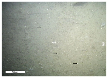 Image Based Quantitative Comparisons Indicate Heightened Megabenthos ...