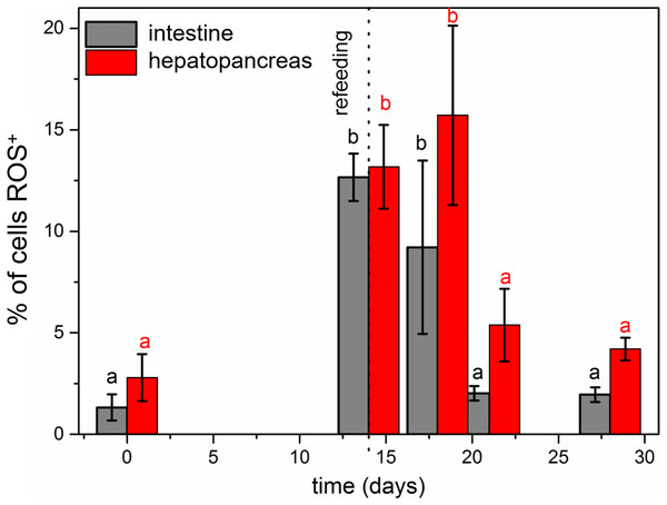Diagrammatic representation of the average percentage of ROS-positive cells in the hepatopnacreas and intestine during starvation and after re-feeding.