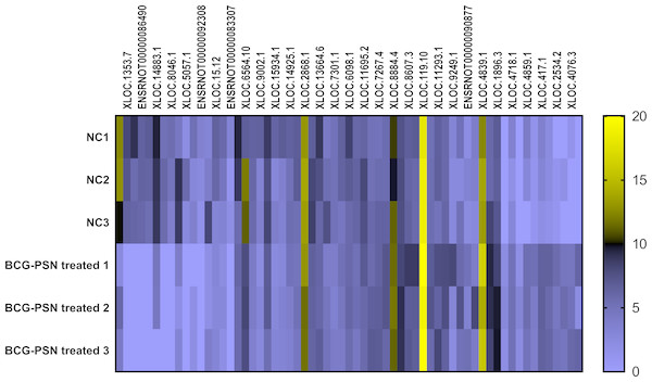 Heatmap analysis of differentially expressed lncRNA levels.