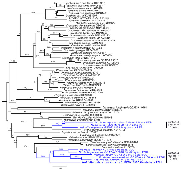 Phylogeny of Noblella (blue) showing the relationships of Noblella naturetrekii sp. n.