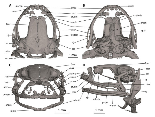 Head skeleton of Noblella naturetrekii sp. n. (paratype, DHMECN 14420).