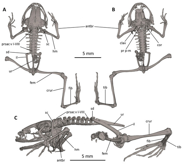 Osteology of Noblella naturetrekii sp. n. (paratype, DHMECN 14420).