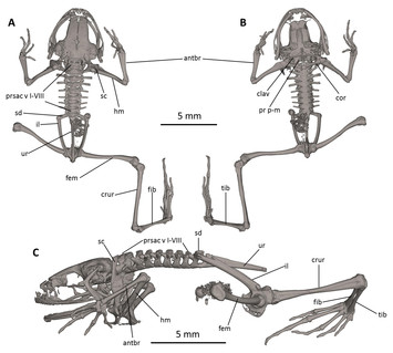 A new species of terrestrial frog of the genus Noblella Barbour, 1930 ...