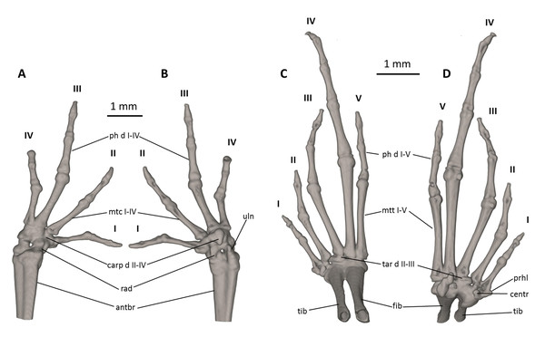 Osteology of the limbs of Noblella naturetrekii sp. n. (paratype, DHMECN 14420).
