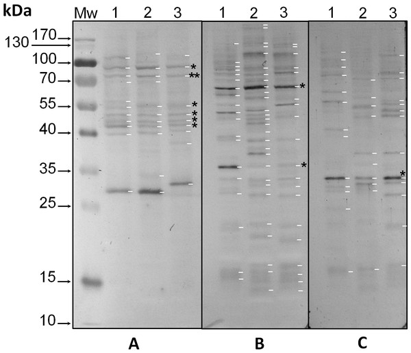 Immunodetection by western blot of phospho amino acids present in proteins of three species of Symbiodinium with anti-pThr (A), anti-pSer (B) and anti-pTyr (C) antibodies.
