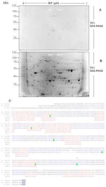 Separation by two-dimensional (2D) gel electrophoresis (IEF + SDS-PAGE) and immunodetection of SmicHSP75 from S. KB8 enriched protein extracts for subsequent isolation and partial peptide sequencing.