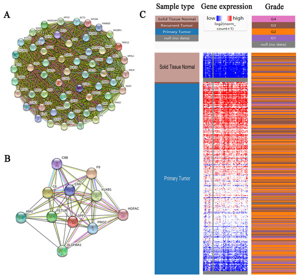 PPI network of module 1 (A), module 2 (B) and hierarchical clustering of hub genes was constructed using UCSC (C).