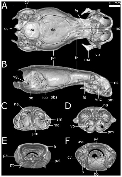 Three-dimensional cutaway views of the skull of Epictia rioignis sp. nov. based on Micro-CT data of the holotype (NMW 15446:6).