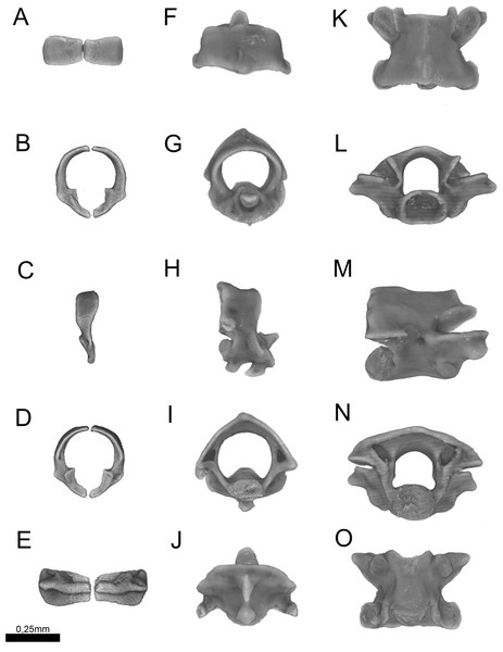 Three-dimensional reconstruction of the (A–E) atlas, (F–J) axis and (K–O) midtrunk vertebrae of Epictia rioignis sp. nov. based on Micro-CT data of the holotype (NMW 15446:6).