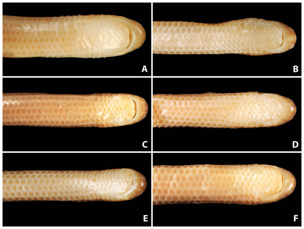 Comparison of ventral views of the heads of holotype (NMW 15446:6, A) and paratypes of Epictia rioignis sp. nov. (B–F).
