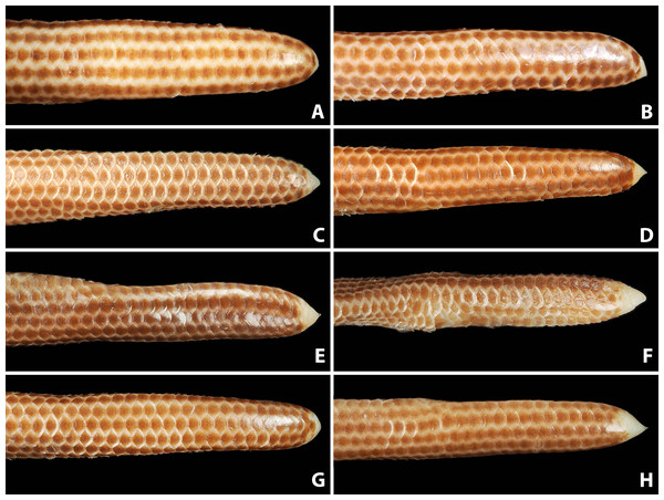 Comparison of dorsal view of tails of holotype (NMW 15446:6, A) and paratypes of Epictia rioignis sp. nov. (B–H).