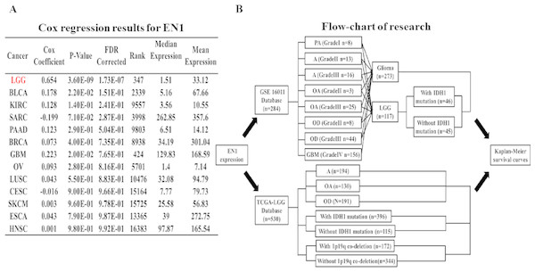 Coefficients of Cox regression of EN1 in different cancers and flow-chart of research.