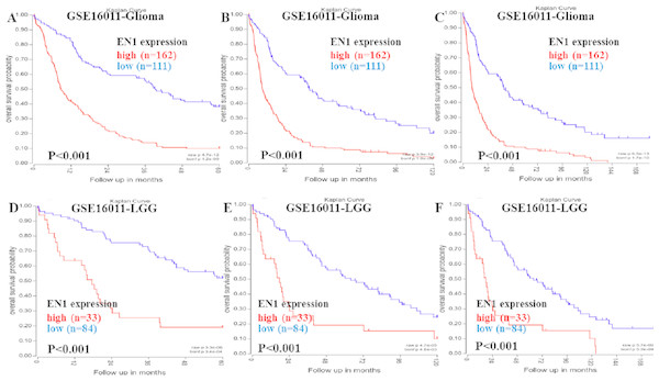 Kaplan–Meier curves of OS in glioma and LGG patients with high or low EN1 expression in GSE16011.