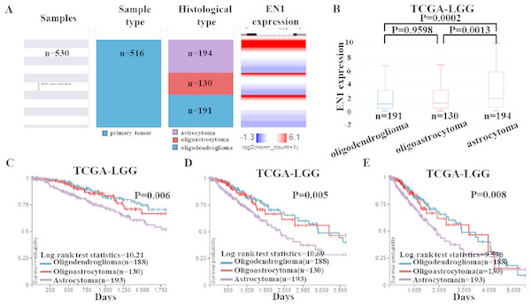 EN1 expression and Kaplan-Meier curves of OS in different histological subtypes in TCGA-LGG.