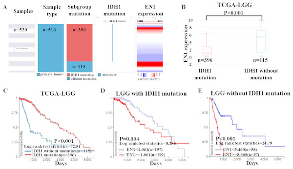EN1 expression in LGG patients with or without IDH1 mutation in TCGA-LGG.