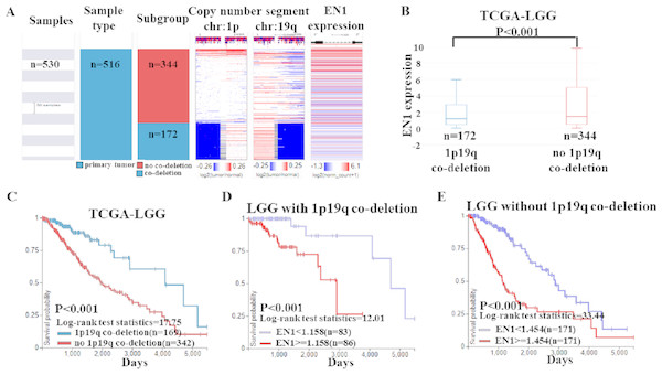 EN1 expression in LGG patients with or without 1p19q co-deletion in TCGA-LGG.