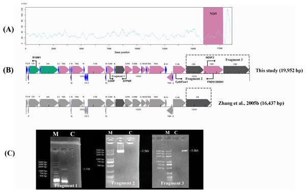 Sanger sequencing and next-generation sequencing coverage of P. megacephalus mitogenome.