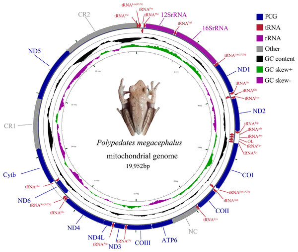 Mitochondrial gene organization of P. megacephalus.