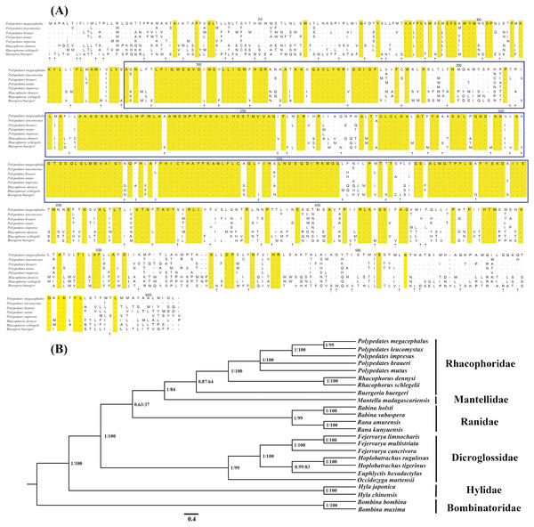 Evidences of the existence of ND5 gene in the mitogenome of P. megacephalus.