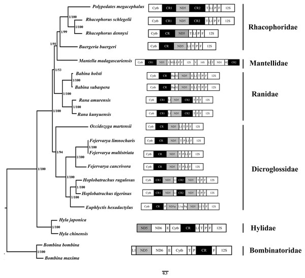 Phylogenetic tree constructed based on the nucleotide dataset of 12 PCGs and 2 rRNAs using Bayesian inference and ML method.