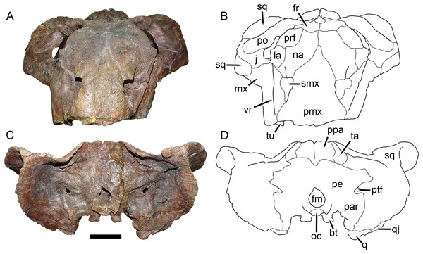 UMZC T1089, holotype of Dicynodon angielczyki sp. nov. in anterior and posterior views.