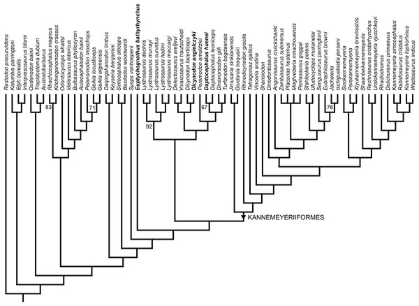 Phylogeny of Bidentalia.