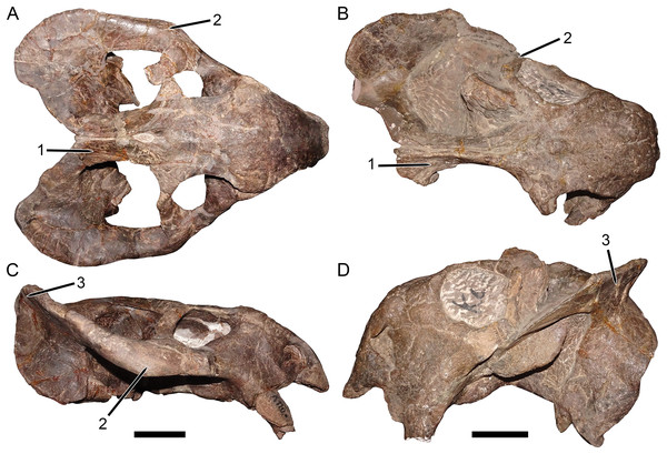 Comparisons between the two morphotypes of Usili Formation dicynodontoids previously included in “Dicynodon huenei”.