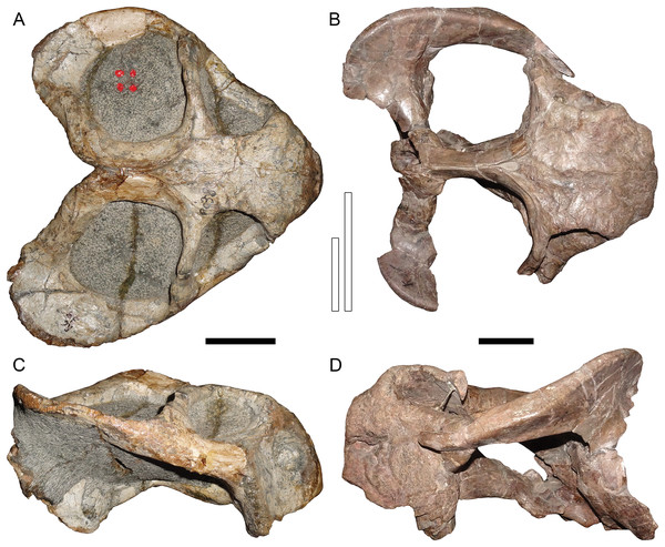 Comparisons between similarly-distorted skulls of Dicynodon and Daptocephalus.