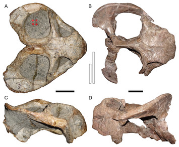 Revision Of The Tanzanian Dicynodont Dicynodon Huenei (therapsida 