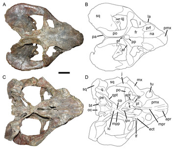 Revision of the Tanzanian dicynodont Dicynodon huenei (Therapsida ...