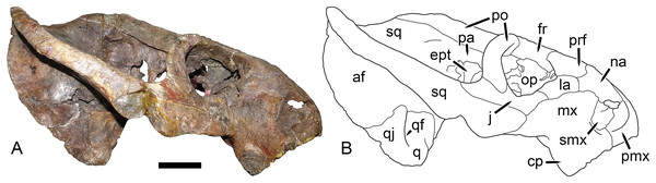 UMZC T1089, holotype of Dicynodon angielczyki sp. nov. in right lateral view.
