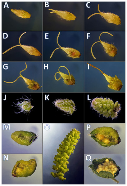 Developmental phenophases of female and male flowers used for RNA seq.