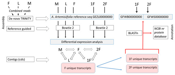 Assembly strategy of A. artemisiifolia floral transcript datasets.