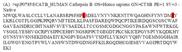 Fasta alignment of procathepsin B protein retrieved from Uniprot database.
