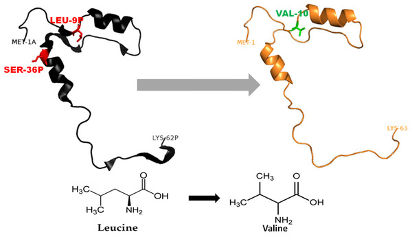 Mutated (orange color) and wild-type (black color) propeptide models are shown.