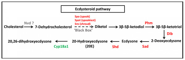 Molting hormone (ecdysteroid) pathway of S. aquatilis.