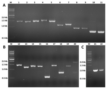 Reconstruction of insect hormone pathways in an aquatic firefly ...