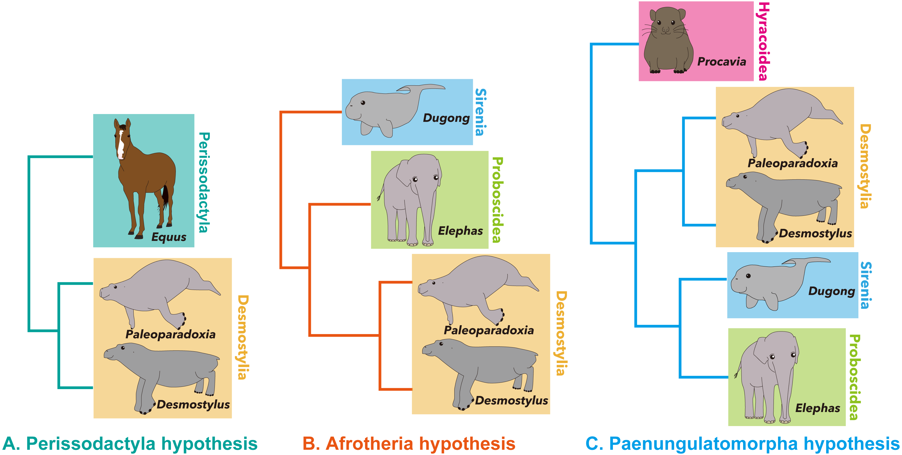 The Phylogeny Of Desmostylians Revisited Proposal Of New Clades