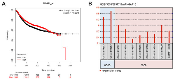 Correlation between the expression level of ARHGAP10 and relapse free survival (RFS) and the responses to the chemotherapeutic agents.