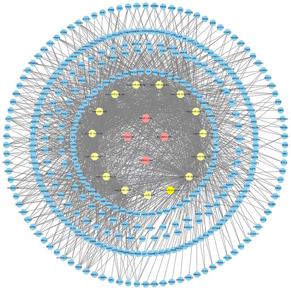 LncRNA–miRNA–mRNA ceRNA network in PTC.
