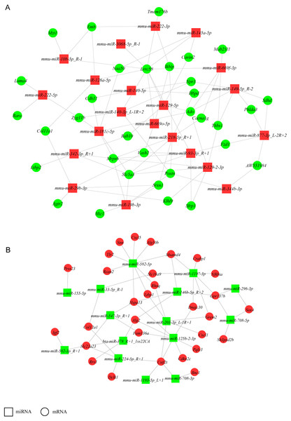 miRNA-gene regulatory networks.