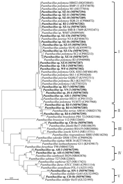 Neighbour-joining phylogenetic tree based on 16S rRNA sequence showing the position of isolated strains with other closely related strains of the genus Paenibacillus in GenBank.