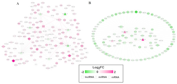 Competing endogenous RNAs (ceRNAs) interaction network of lncRNA-miRNA-mRNA in laryngeal squamous cell carcinoma.