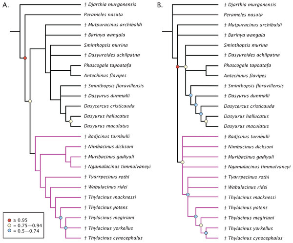 Phylogenetic results based on the 80 character morphological dataset.