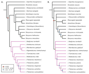 The pre-Pleistocene fossil thylacinids (Dasyuromorphia: Thylacinidae ...