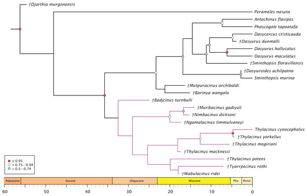 Phylogenetic tip-dated results based on the 80 character morphological and 853 bp 12S RNA sequence data.