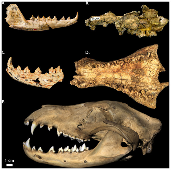 Non-Pleistocene fossil Thylacinus spp.