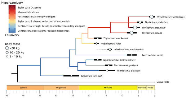 Time-scaled phylogeny of Thylacinidae, showing trends in body mass and increasing hypercarnivory.