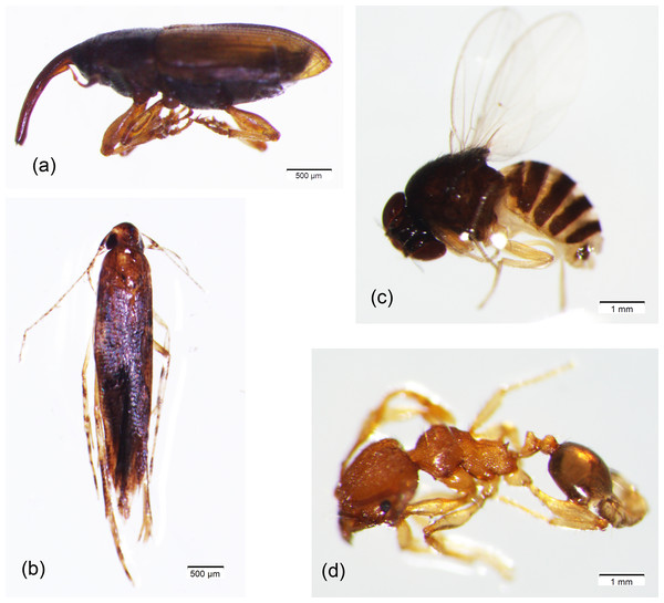 The most dominant species of flower-visiting insects in oil palm plantation in Central Borneo, Indonesia.